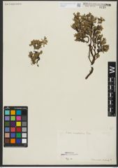 Foto von Salix serpyllifolia Scop.